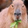 Capivara do Mal
