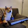 shiba