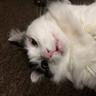 Schrodinger's cat