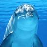Sexy Dolphin