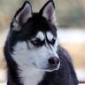 ♯Husky