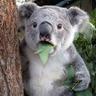 Retarded Koala