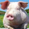 Jiggles The Pig