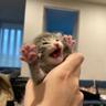 RAT❤