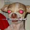 Cujo