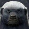honey badger