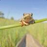 Stickfrog