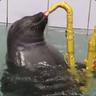 seal
