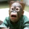 BABYchimp
