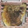 Bee is stored in the walls