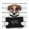 MR.SPICE