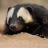 Honey Badger