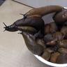 SlugBucket