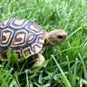 Tortoise