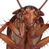 La Cucaracha