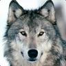 Lobo Solitario