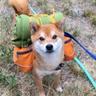 Adventure Doge