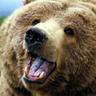 Cbear1