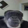 EpicMonky