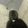 macaquinho pulapula pega xereca