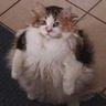 LÖÖPS EATER