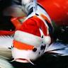 Festive Fish