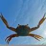 crabson fan 12