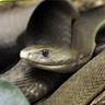black mamba