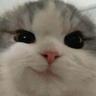 MaoMao