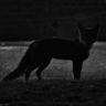 Fox VidloKe