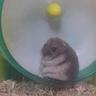 ratilicous