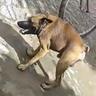 Tchucotchuco transa fofo