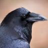 Raven