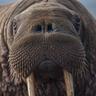 walrus