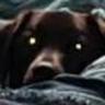 DieselDog54