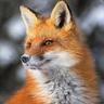 The Fox