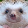 Aleksander