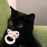 Gato Chupeta