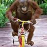 Fietsaapje
