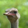 Raging Ostrich
