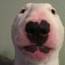 DOG16