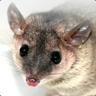 Zwergopossum