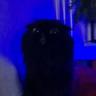 Maurice_ExE