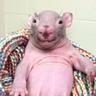 Rato