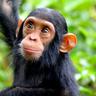 Chimp