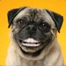 Le petit chien