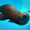 Sealion