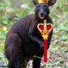 KINGUR