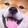 TofuBear