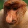 Big Nose Many Hoes